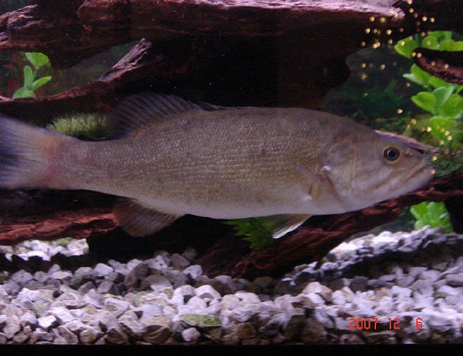 freshwater fish - micropterus dolomieu - smallmouth bass - small mouth bass
-micropterus dolomieu freshwater fish - micropterus dolomieu - smallmouth bass - small mouth bass
-micropterus dolomieu