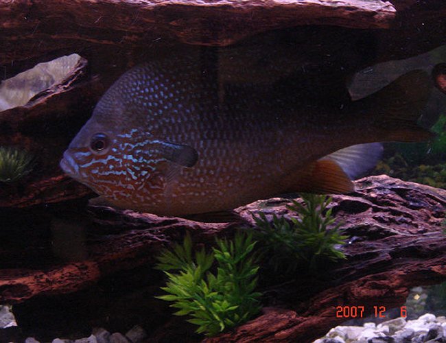 freshwater fish - lepomis macrochirus - bluegill - bluegill
-lepomis macrochirus freshwater fish - lepomis macrochirus - bluegill - bluegill
-lepomis macrochirus