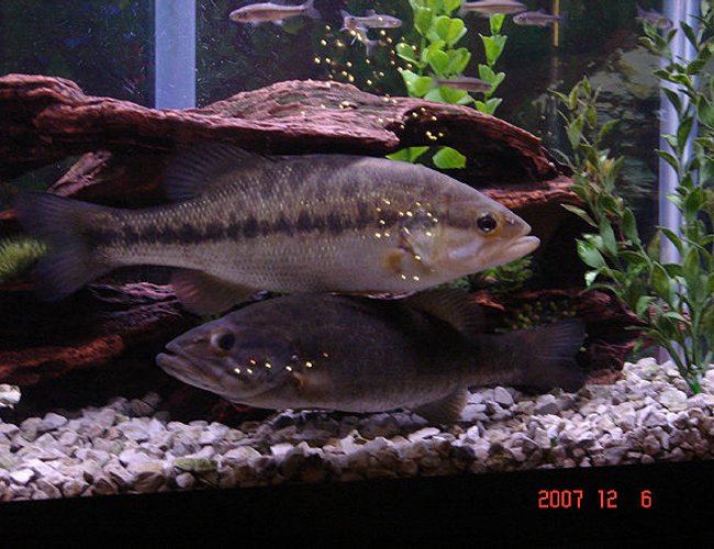freshwater fish - micropterus salmoides - largemouth bass - lmb & smb freshwater fish - micropterus salmoides - largemouth bass - lmb & smb