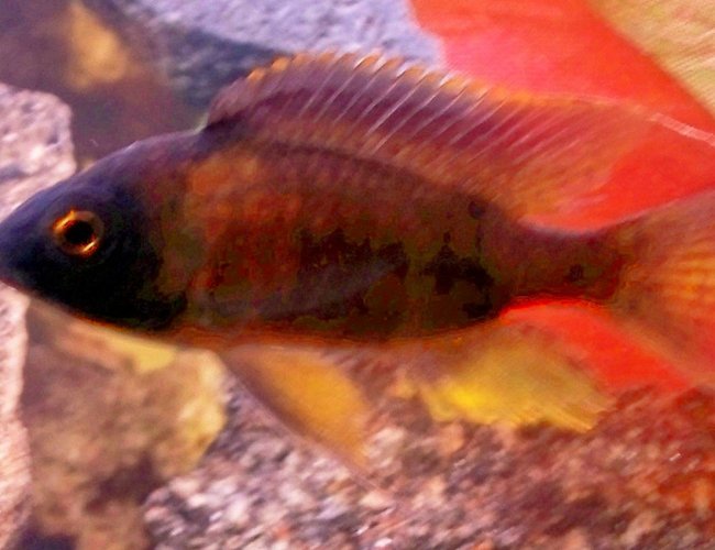 freshwater fish - haplochromis sp. 44 - thick skin stocking in 29 gallons tank - Horace coracle freshwater fish - haplochromis sp. 44 - thick skin stocking in 29 gallons tank - Horace coracle