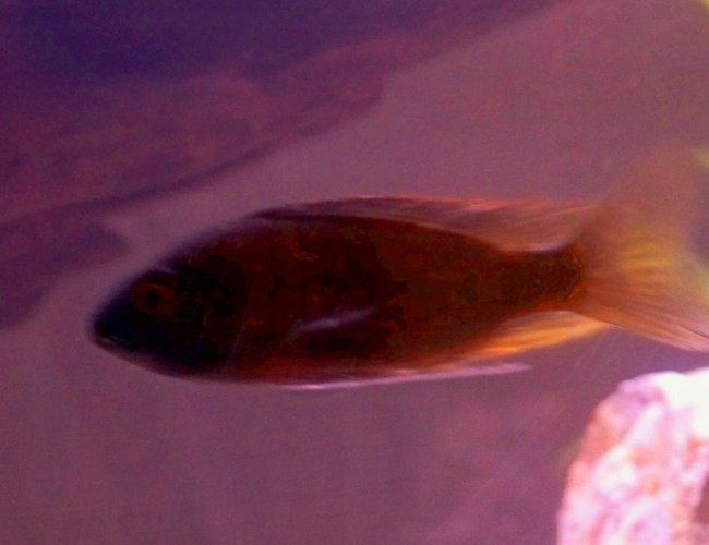 freshwater fish - haplochromis sp. 44 - thick skin stocking in 29 gallons tank - Horace coracle freshwater fish - haplochromis sp. 44 - thick skin stocking in 29 gallons tank - Horace coracle