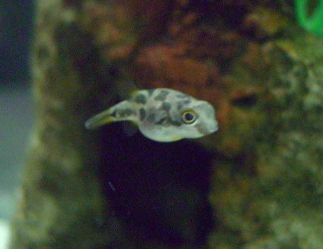 freshwater fish - carinotetraodon travancoricus - dwarf puffer stocking in 20 gallons tank - My Dwarf Puffer freshwater fish - carinotetraodon travancoricus - dwarf puffer stocking in 20 gallons tank - My Dwarf Puffer