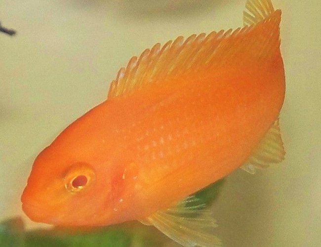 freshwater fish - pseudotropheus estherae - red zebra cichlid stocking in 29 gallons tank - zebra red freshwater fish - pseudotropheus estherae - red zebra cichlid stocking in 29 gallons tank - zebra red