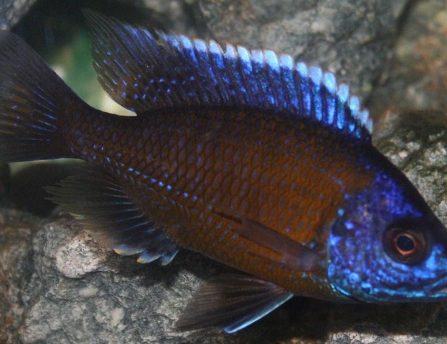 freshwater fish - copadichromis borleyi - borleyi cichlid stocking in 29 gallons tank - Don't really know the name of many of my fish I would appriciate help freshwater fish - copadichromis borleyi - borleyi cichlid stocking in 29 gallons tank - Don't really know the name of many of my fish I would appriciate help