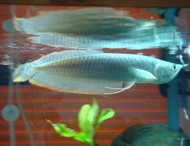 freshwater fish - osteoglossum bicirrhosum - silver arowana stocking in 150 gallons tank - arowana, he is now about 18 inches long freshwater fish - osteoglossum bicirrhosum - silver arowana stocking in 150 gallons tank - arowana, he is now about 18 inches long