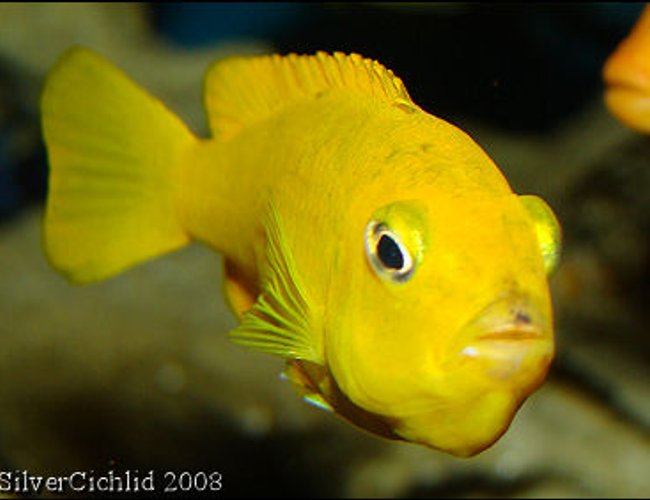 freshwater fish - pseudotropheus saulosi - saulos's mbuna stocking in 180 gallons tank - Female Pseudotropheus saulosi with a mouthful of babies freshwater fish - pseudotropheus saulosi - saulos's mbuna stocking in 180 gallons tank - Female Pseudotropheus saulosi with a mouthful of babies
