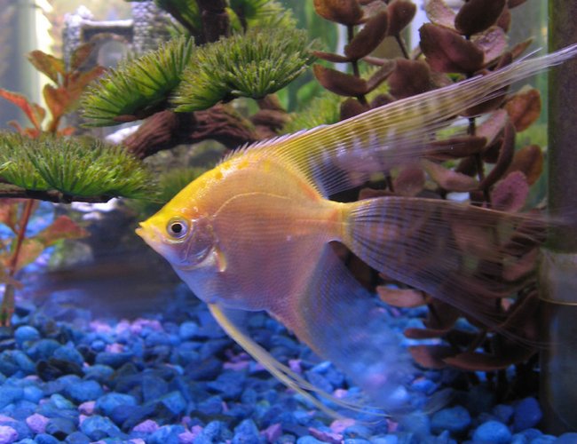 freshwater fish - pterophyllum sp. - gold veil angel stocking in 55 gallons tank - My largest Gold Veil Angel "Dylan" freshwater fish - pterophyllum sp. - gold veil angel stocking in 55 gallons tank - My largest Gold Veil Angel "Dylan"