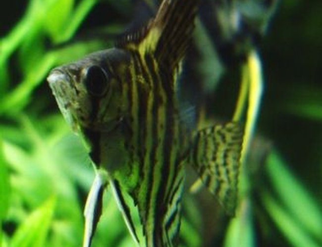 freshwater fish - pterophyllum altum - altum angel- true wild strain stocking in 55 gallons tank - Two angelfish (Pterophyllum scalare). Unfortunately, the stripey leopard one in the foreground got freaked out one day and jumped out of the tank. He somehow made it through a hole that I never thought an angelfish could aim for, let alone fit through. RIP. freshwater fish - pterophyllum altum - altum angel- true wild strain stocking in 55 gallons tank - Two angelfish (Pterophyllum scalare). Unfortunately, the stripey leopard one in the foreground got freaked out one day and jumped out of the tank. He somehow made it through a hole that I never thought an angelfish could aim for, let alone fit through. RIP.