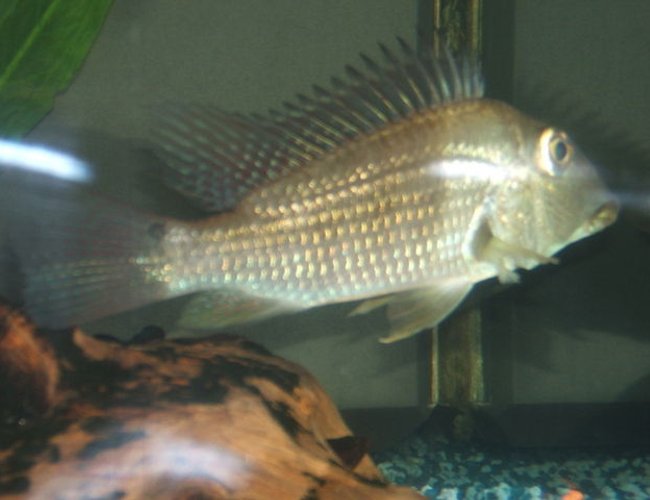 freshwater fish - geophagus jurupari - demon fish stocking in 100 gallons tank - my 10" Geophagus jurupari freshwater fish - geophagus jurupari - demon fish stocking in 100 gallons tank - my 10" Geophagus jurupari