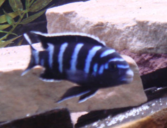 freshwater fish - pseudotropheus demasoni - demasoni cichlid stocking in 75 gallons tank - my demasoni freshwater fish - pseudotropheus demasoni - demasoni cichlid stocking in 75 gallons tank - my demasoni