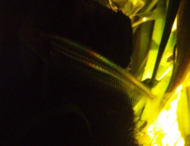 freshwater fish - kryptopterus bicirrhis - ghost glass cat stocking in 70 gallons tank - Glass Catfish freshwater fish - kryptopterus bicirrhis - ghost glass cat stocking in 70 gallons tank - Glass Catfish