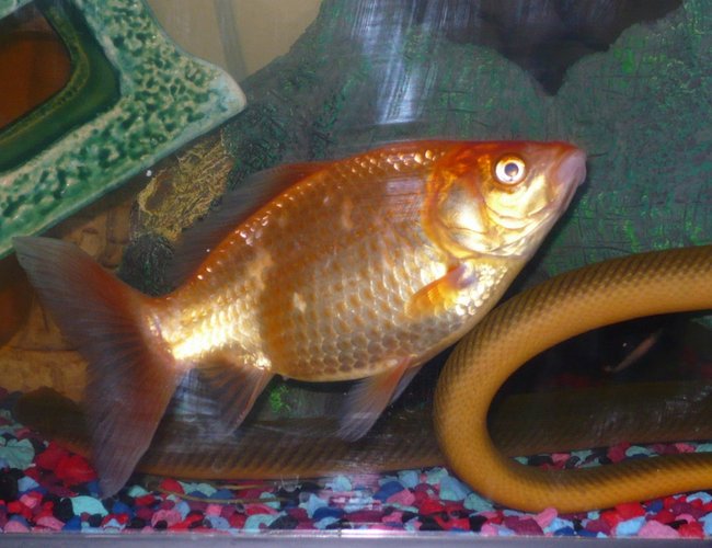 freshwater fish - erpetoichthys calabaricus - rope fish stocking in 55 gallons tank - my comet and part of one of the rope fish freshwater fish - erpetoichthys calabaricus - rope fish stocking in 55 gallons tank - my comet and part of one of the rope fish