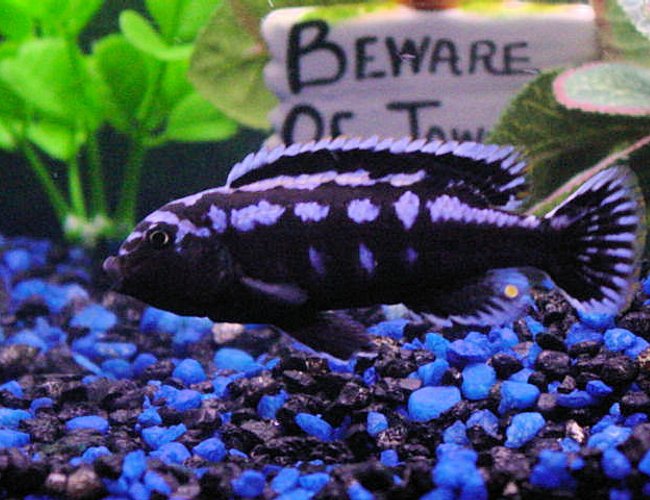 freshwater fish - melanochromis johannii - johanni cichlid stocking in 55 gallons tank - My healthy Electric blue johanni Cichlid freshwater fish - melanochromis johannii - johanni cichlid stocking in 55 gallons tank - My healthy Electric blue johanni Cichlid
