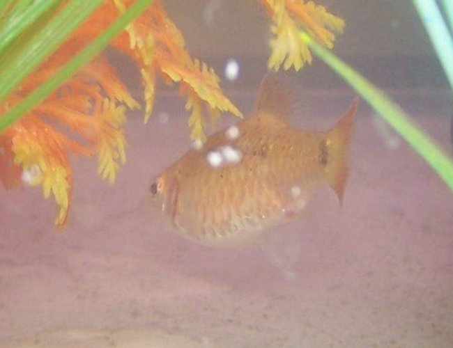 freshwater fish - puntius sachsii - gold barb stocking in 29 gallons tank - a gold barb freshwater fish - puntius sachsii - gold barb stocking in 29 gallons tank - a gold barb