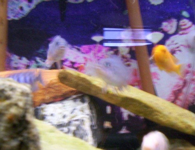 freshwater fish - pseudotropheus estherae - red zebra cichlid stocking in 75 gallons tank - Some pics of my fish freshwater fish - pseudotropheus estherae - red zebra cichlid stocking in 75 gallons tank - Some pics of my fish