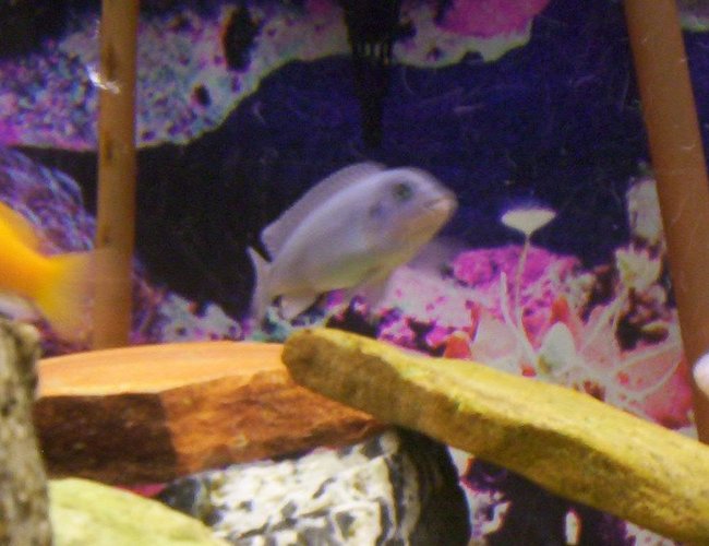 freshwater fish - pseudotropheus estherae - red zebra cichlid stocking in 75 gallons tank - Some pics of my fish freshwater fish - pseudotropheus estherae - red zebra cichlid stocking in 75 gallons tank - Some pics of my fish