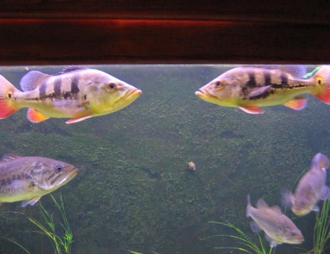 freshwater fish - cichlia ocellaris - peacock bass stocking in 225 gallons tank - peacock bass freshwater fish - cichlia ocellaris - peacock bass stocking in 225 gallons tank - peacock bass