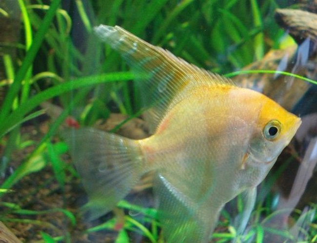 freshwater fish - pterophyllum sp. - gold veil angel stocking in 26 gallons tank - Gold Angel freshwater fish - pterophyllum sp. - gold veil angel stocking in 26 gallons tank - Gold Angel