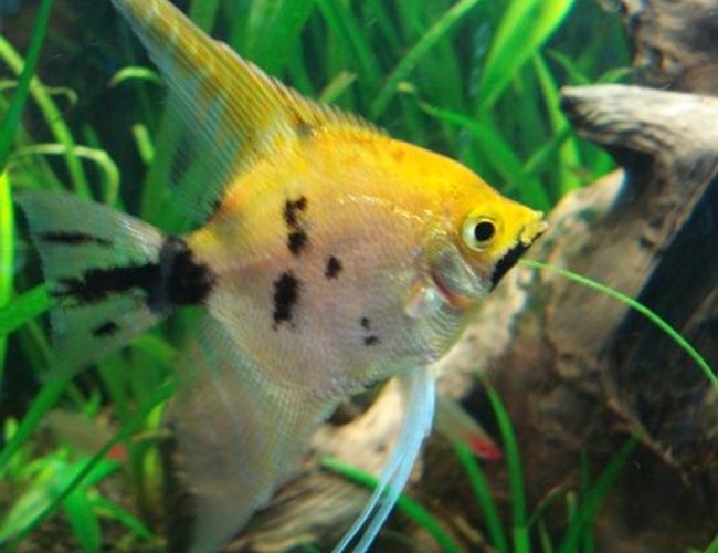 freshwater fish - pterophyllum sp. - koi angel stocking in 26 gallons tank - Koi Angel? freshwater fish - pterophyllum sp. - koi angel stocking in 26 gallons tank - Koi Angel?