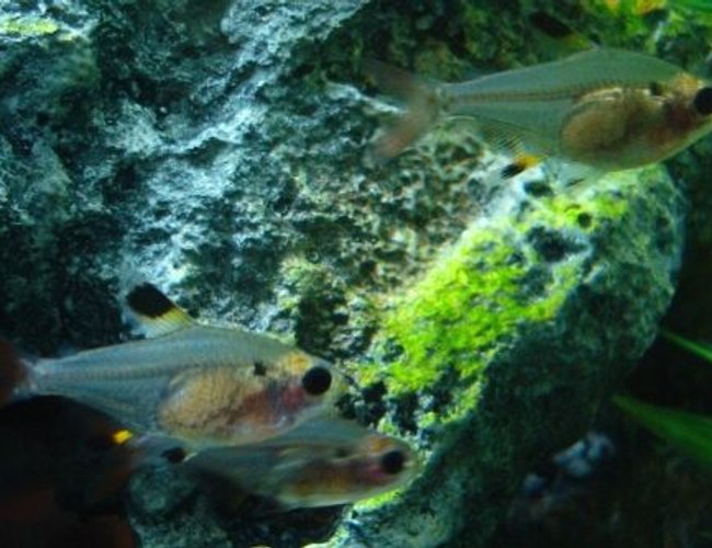freshwater fish - pristella maxillaris - gold pristella tetra stocking in 55 gallons tank - Three pristella tetras (Pristella maxillaris) staying moderately still at the same time! freshwater fish - pristella maxillaris - gold pristella tetra stocking in 55 gallons tank - Three pristella tetras (Pristella maxillaris) staying moderately still at the same time!