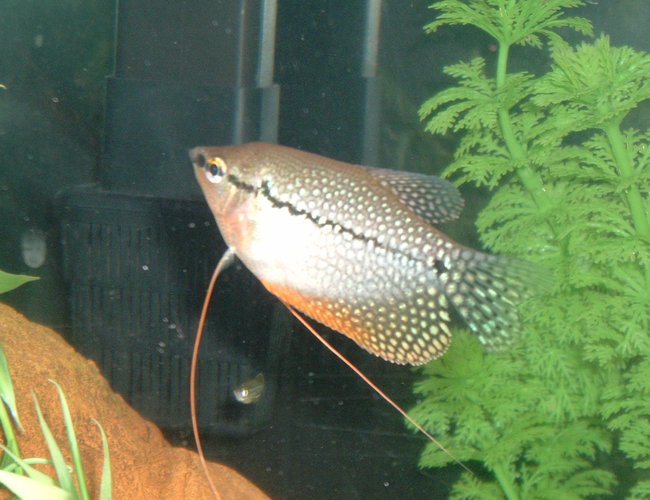 freshwater fish - trichogaster leeri - pearl gourami stocking in 55 gallons tank - pearl gouarami freshwater fish - trichogaster leeri - pearl gourami stocking in 55 gallons tank - pearl gouarami