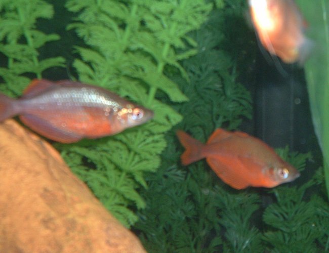 freshwater fish - glossolepis incisis - red irian rainbow stocking in 55 gallons tank - red rainbow freshwater fish - glossolepis incisis - red irian rainbow stocking in 55 gallons tank - red rainbow