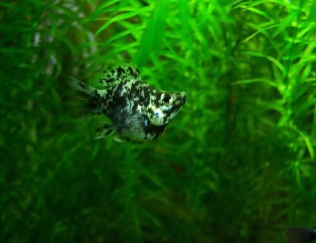 freshwater fish - poecilia latipinna - balloon molly stocking in 60 gallons tank - pretty cool little balloon molly, little bit too agressive to keep with some fish but very cool to look at freshwater fish - poecilia latipinna - balloon molly stocking in 60 gallons tank - pretty cool little balloon molly, little bit too agressive to keep with some fish but very cool to look at