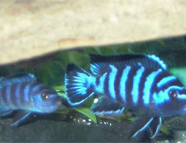 freshwater fish - pseudotropheus demasoni - demasoni cichlid stocking in 55 gallons tank - Juvinile female Pseudotropheus demasoni (left), Young adult male Pseudotropheus demasoni (right). Male has evidence of a recent territory dispute (white lips). Apparently he won! freshwater fish - pseudotropheus demasoni - demasoni cichlid stocking in 55 gallons tank - Juvinile female Pseudotropheus demasoni (left), Young adult male Pseudotropheus demasoni (right). Male has evidence of a recent territory dispute (white lips). Apparently he won!
