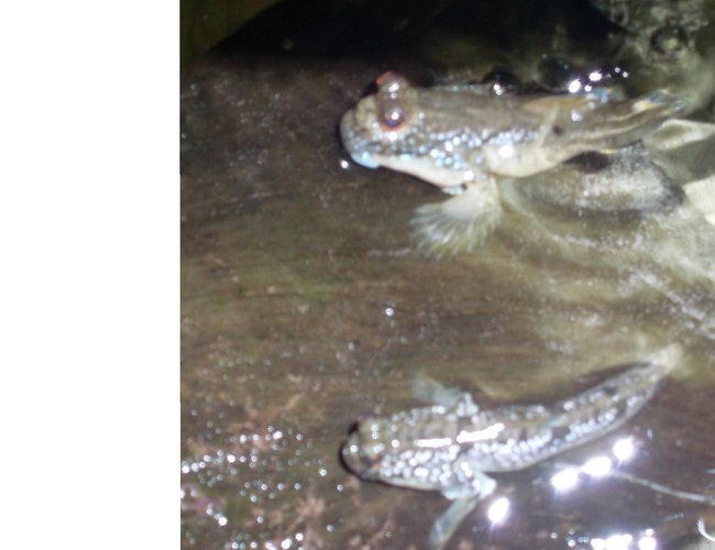 freshwater fish - periophthalmus modestus - mudskipper stocking in 110 gallons tank - Mud Skippers which are indeed a fish not a coral or invert freshwater fish - periophthalmus modestus - mudskipper stocking in 110 gallons tank - Mud Skippers which are indeed a fish not a coral or invert