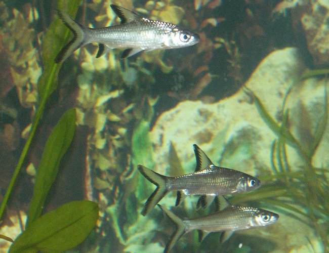 freshwater fish - balantiocheilus melanopterus - bala shark stocking in 110 gallons tank - Bala Shark freshwater fish - balantiocheilus melanopterus - bala shark stocking in 110 gallons tank - Bala Shark