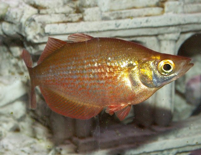 freshwater fish - glossolepis incisis - red irian rainbow stocking in 110 gallons tank - Red Rainbow freshwater fish - glossolepis incisis - red irian rainbow stocking in 110 gallons tank - Red Rainbow