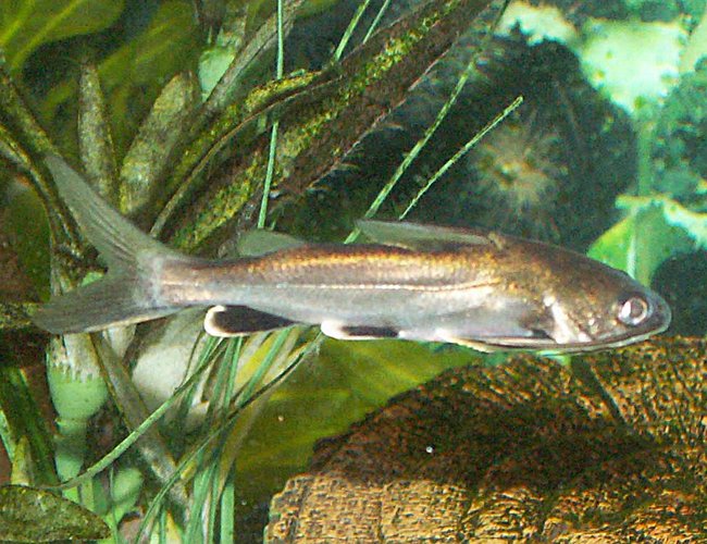 freshwater fish - hexanematichthys seemanni - silver tipped shark stocking in 110 gallons tank - Silver Tipped Shark freshwater fish - hexanematichthys seemanni - silver tipped shark stocking in 110 gallons tank - Silver Tipped Shark