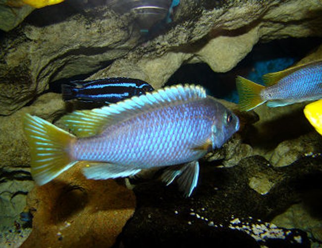 freshwater fish - pseudotropheus acei - acei cichlid stocking in 180 gallons tank - Pseudotropheus Acei freshwater fish - pseudotropheus acei - acei cichlid stocking in 180 gallons tank - Pseudotropheus Acei