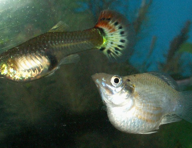 freshwater fish - poecilia latipinna - balloon molly stocking in 110 gallons tank - Guppy and White Balloon Molly freshwater fish - poecilia latipinna - balloon molly stocking in 110 gallons tank - Guppy and White Balloon Molly