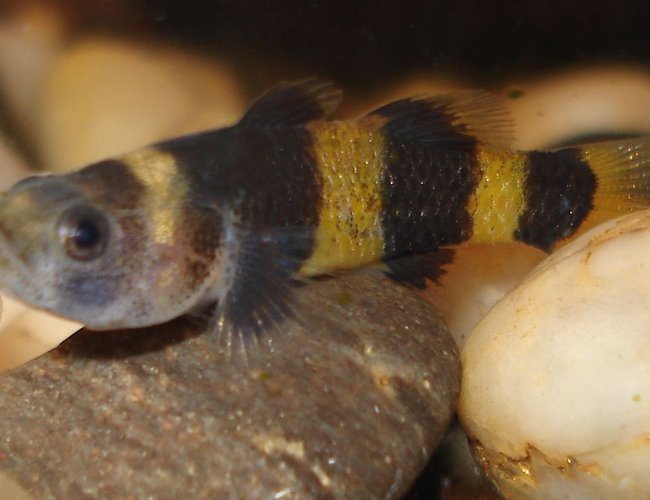 freshwater fish - brachygobius doriae - bumble bee goby stocking in 10 gallons tank - Bumblebee Goby freshwater fish - brachygobius doriae - bumble bee goby stocking in 10 gallons tank - Bumblebee Goby