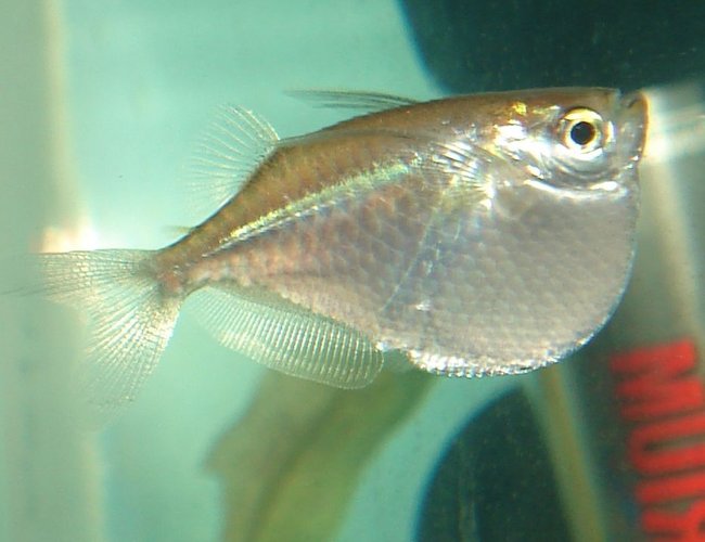 freshwater fish - gasteropelecus sternicla - silver hatchet stocking in 10 gallons tank - Silver Hatchetfish freshwater fish - gasteropelecus sternicla - silver hatchet stocking in 10 gallons tank - Silver Hatchetfish