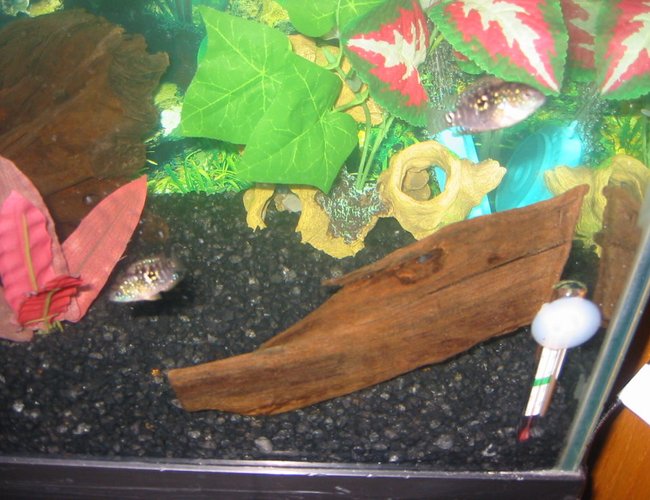 freshwater fish - ctenopoma acutirostre - leopard ctenopoma stocking in 30 gallons tank - 2 more brothers freshwater fish - ctenopoma acutirostre - leopard ctenopoma stocking in 30 gallons tank - 2 more brothers