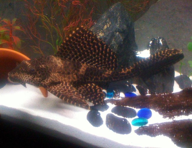 freshwater fish - hypostomus punctatus - trinidad pleco stocking in 45 gallons tank - Trinidad Pleco (finest you will ever see) freshwater fish - hypostomus punctatus - trinidad pleco stocking in 45 gallons tank - Trinidad Pleco (finest you will ever see)