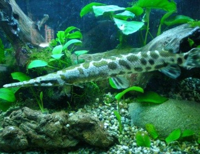 freshwater fish - lepisosteus platyrhincus - garfish stocking in 100 gallons tank - Another one of my babies! freshwater fish - lepisosteus platyrhincus - garfish stocking in 100 gallons tank - Another one of my babies!