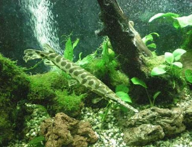 freshwater fish - lepisosteus osseus - longnose gar stocking in 100 gallons tank - Gar freshwater fish - lepisosteus osseus - longnose gar stocking in 100 gallons tank - Gar