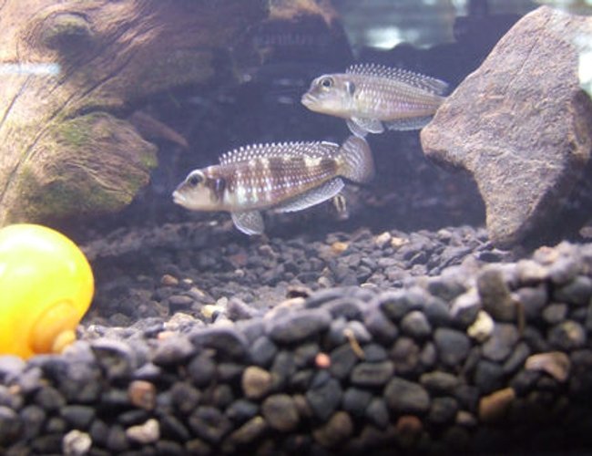 freshwater fish - lamprologus stappersi - pearly ocellatus stocking in 55 gallons tank - My Lamprologus Meleagris Male and Female freshwater fish - lamprologus stappersi - pearly ocellatus stocking in 55 gallons tank - My Lamprologus Meleagris Male and Female