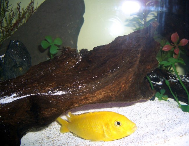 freshwater fish - labidochromis caeruleus - electric yellow cichlid stocking in 45 gallons tank - African cichlid freshwater fish - labidochromis caeruleus - electric yellow cichlid stocking in 45 gallons tank - African cichlid
