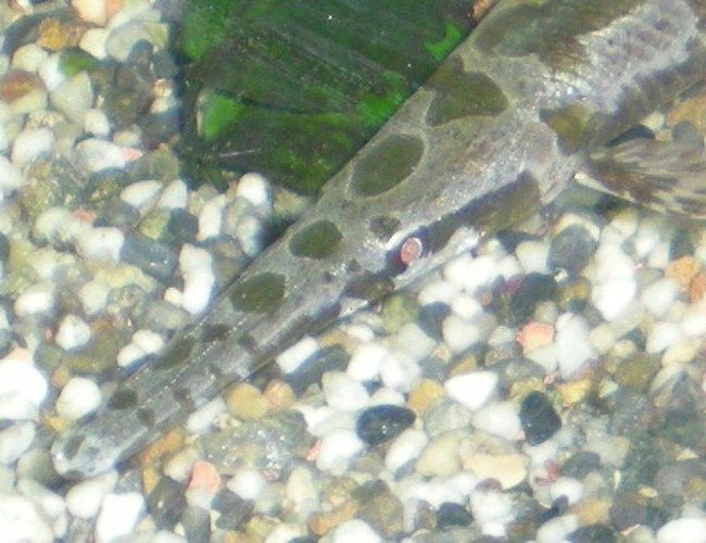 freshwater fish - lepisosteus osseus - longnose gar stocking in 100 gallons tank - Eye of the beast. freshwater fish - lepisosteus osseus - longnose gar stocking in 100 gallons tank - Eye of the beast.