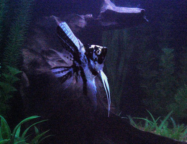 freshwater fish - pterophyllum sp. - marble veil angel stocking in 20 gallons tank - My angelfish in the night (back when i had driftwood) freshwater fish - pterophyllum sp. - marble veil angel stocking in 20 gallons tank - My angelfish in the night (back when i had driftwood)