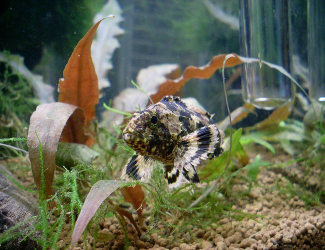 freshwater fish - notesthes robusta - bullrout stocking in 50 gallons tank - my bullrout (notesthes robusta)
found on the eastern side of australia lives in brackish water and fresh
it is a greedy predator that ambushes its prey
it is a scorpionfish one has to be cautious with handeling since it dose have poisionous spines the sting is quite painful and at mature age u would be in for a visit to the hospital
they are one of my fav fish they can be tamed if u can get them at an early age freshwater fish - notesthes robusta - bullrout stocking in 50 gallons tank - my bullrout (notesthes robusta)
found on the eastern side of australia lives in brackish water and fresh
it is a greedy predator that ambushes its prey
it is a scorpionfish one has to be cautious with handeling since it dose have poisionous spines the sting is quite painful and at mature age u would be in for a visit to the hospital
they are one of my fav fish they can be tamed if u can get them at an early age