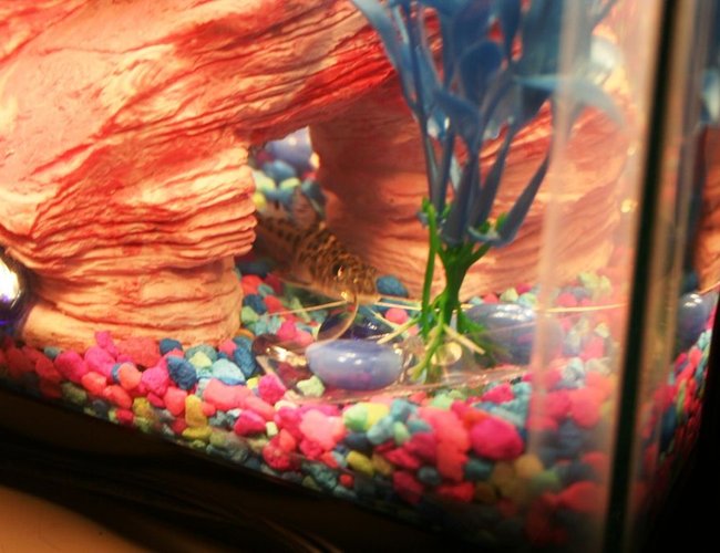 freshwater fish - pimelodus pictus - pictus cat stocking in 10 gallons tank - This is my Pictus Catfish. I call her Britney because she is camera shy. :) freshwater fish - pimelodus pictus - pictus cat stocking in 10 gallons tank - This is my Pictus Catfish. I call her Britney because she is camera shy. :)