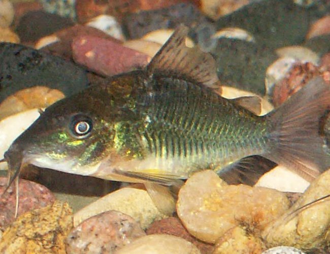 freshwater fish - brochis splendens - emerald green cory cat stocking in 110 gallons tank - Emerald Cory freshwater fish - brochis splendens - emerald green cory cat stocking in 110 gallons tank - Emerald Cory