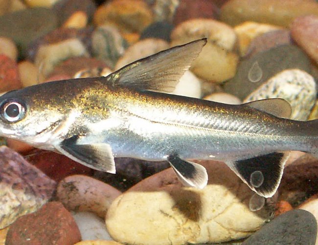 freshwater fish - hexanematichthys seemanni - silver-tipped shark stocking in 110 gallons tank - Silver Tipped Shark freshwater fish - hexanematichthys seemanni - silver-tipped shark stocking in 110 gallons tank - Silver Tipped Shark