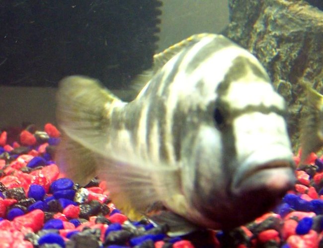 freshwater fish - nimbochromis livingstonii - livingstoni stocking in 250 gallons tank - Camo freshwater fish - nimbochromis livingstonii - livingstoni stocking in 250 gallons tank - Camo