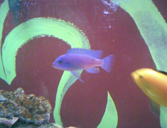 freshwater fish - maylandia callainos - blue cobalt cichlid stocking in 150 gallons tank - my fav freshwater fish - maylandia callainos - blue cobalt cichlid stocking in 150 gallons tank - my fav